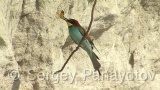 Video of European Bee-eater - European Bee-eater in nest period in Bulgaria
